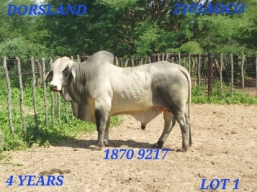 LOT 1 1X Grey Brahman Bull Johan Venter