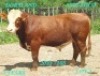 LOT 3 1X Simmentaler Bull Johan Venter