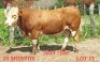 LOT 11 1X Simmentaler Bull Johan Venter