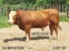 LOT 10 1X Simmentaler Bull Johan Venter