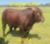 LOT 14 1X Drought Master Bull Braam