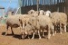 LOT 33 6 X MEATMASTER OOIE (PER STUK OM LOT TE NEEM) - 4
