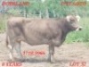 LOT 32 1X Braunvieh Cow Johan Venter