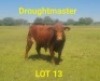 LOT 13 1X Drought Master Bull Braam