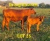 LOT 36 1+1X Drought Master Cow + Calf Braam