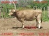 LOT 30 1X Braunvieh Cow Johan Venter
