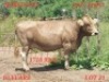 LOT 31 1X Braunvieh Cow Johan Venter