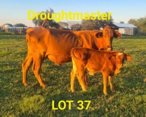 LOT 37 1+1X Drought Master Cow + Calf Braam