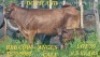 LOT 39 1+1X Braunvieh X Brahman Cow + Calf Johan Venter