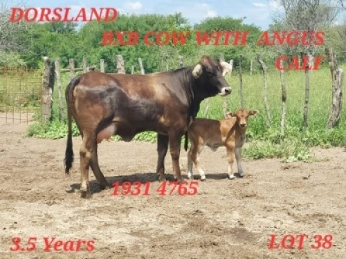 LOT 38 1+1X Braunvieh X Brahman Cow + Calf Johan Venter