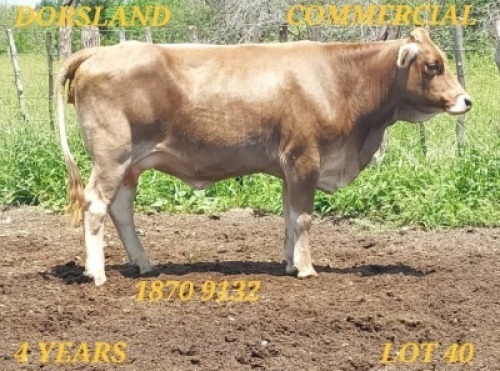 LOT 40 1X Braunvieh Cow DRCB