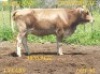 LOT 40 1X Braunvieh Cow DRCB