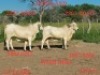 LOT 41 2X White Brahman Cow Johan Venter (Per animal to take the lot)