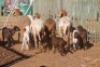 LOT 38 5 + 6 X MEATMASTER OOI MET LAM (PER STUK OM LOT TE NEEM) - 3