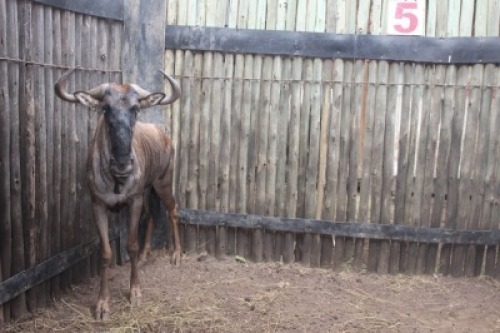 LOT 5 1X BLOUWILDEBEES M:1 V/F: