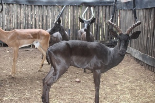 LOT 6A 1X SWART ROOIBOK M:1 V/F: