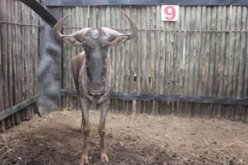 LOT 9 1X BLOUWILDEBEES M:1 V/F: