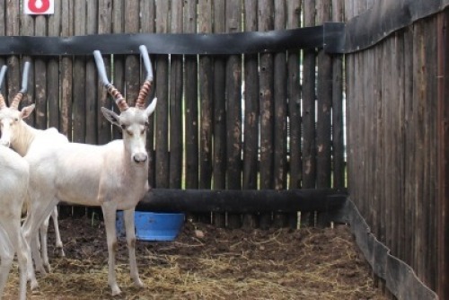 LOT 8B 1X WIT BLESBOK M:1 V/F: