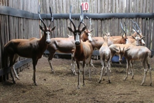LOT 10A 5X BLESBOK M: V/F:5 (Per Piece to take the lot/Per stuk om lot te neem)