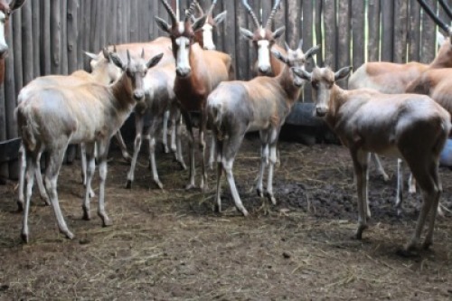 LOT 10B 5X BLESBOK M: V/F: (Per Piece to take the lot/Per stuk om lot te neem)