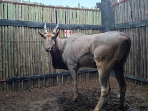 LOT 11 1X ELAND M:1 V/F: