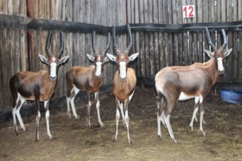 LOT 12 5X BLESBOK M:5 V/F: (Per Piece to take the lot/Per stuk om lot te neem)