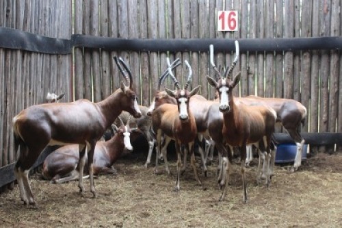LOT 16 14X BLESBOK M: V/F:10 (Per Piece to take the lot/Per stuk om lot te neem)