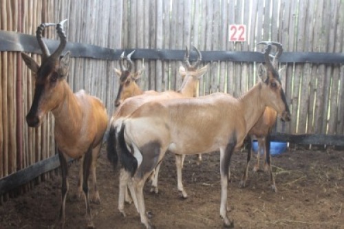 LOT 22 5X ROOIHARTBEES M: V/F:5 (Per Piece to take the lot/Per stuk om lot te neem)