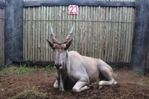 LOT 23 1X ELAND M:1 V/F: