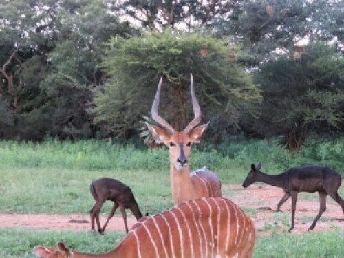 LOT 29A 1X NJALA 23 2/8" M:1 