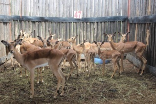 LOT 47 15X ROOIBOK M: V/F:10 (Per Piece to take the lot/Per stuk om lot te neem)