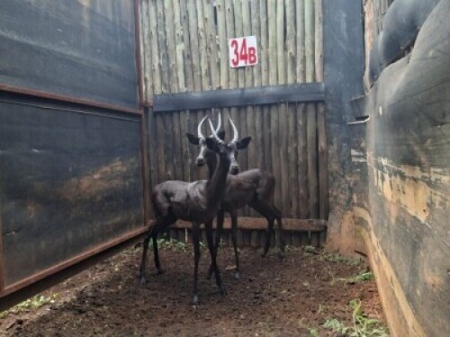 LOT 34B 2X SWART ROOIBOK M:2 V/F: (Per Piece to take the lot/Per stuk om lot te neem)