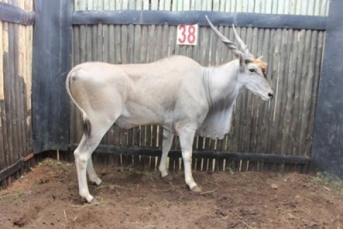 LOT 38 1X ELAND M:1 V/F: