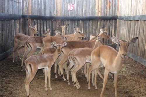 LOT 35 12X ROOIBOK M: V/F:7 (Per Piece to take the lot/Per stuk om lot te neem)
