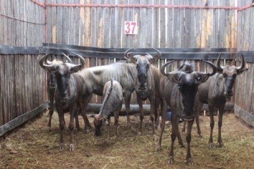 LOT 37 7X BLOUWILDEBEES M:2 V/F:4 (Per Piece to take the lot/Per stuk om lot te neem)