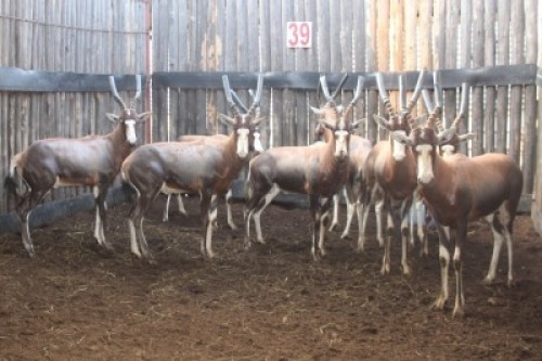 LOT 39 8X BLESBOK M:8 V/F: (Per Piece to take the lot/Per stuk om lot te neem)