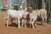 LOT 34 7 X MEATMASTER OOIE (PER STUK OM LOT TE NEEM) - 4