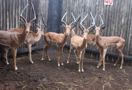 LOT 40 7X ROOIBOK M:7 V/F: (Per Piece to take the lot/Per stuk om lot te neem)