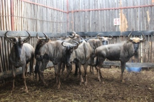 LOT 41 6X BLOUWILDEBEES M:1 V/F:5 (Per Piece to take the lot/Per stuk om lot te neem)