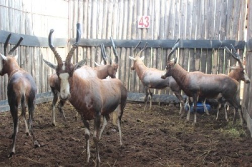 LOT 43 7X BLESBOK M:7 V/F: (Per Piece to take the lot/Per stuk om lot te neem)