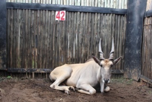 LOT 42 1X ELAND M:1 V/F: