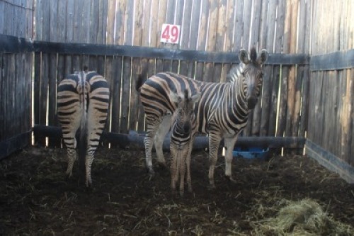 LOT 49 2X SEBRA M: V/F:2 (Per Piece to take the lot/Per stuk om lot te neem)