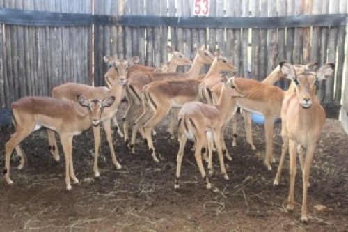 LOT 53 10X ROOIBOK M: V/F:9 (Per Piece to take the lot/Per stuk om lot te neem)