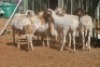 LOT 34 7 X MEATMASTER OOIE (PER STUK OM LOT TE NEEM) - 6