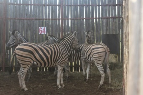 LOT 64B 3X SEBRA M: V/F:3 (Per Piece to take the lot/Per stuk om lot te neem)