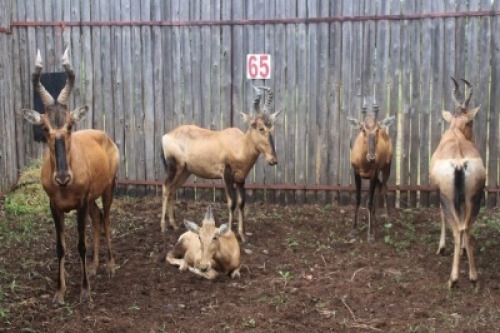 LOT 65 7X ROOIHARTBEES M: V/F:7 (Per Piece to take the lot/Per stuk om lot te neem)