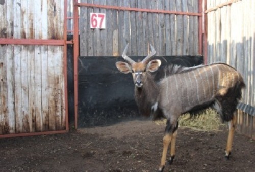 LOT 67 1X NJALA M:1