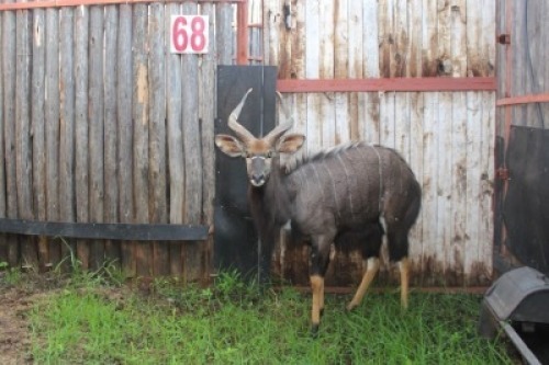 LOT 68 1X NJALA M:1