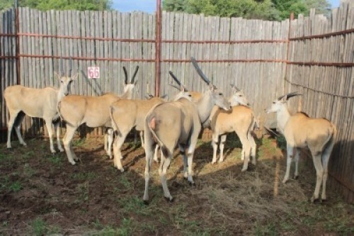 LOT 66 8X ELAND M: V/F:8 (Per Piece to take the lot/Per stuk om lot te neem)