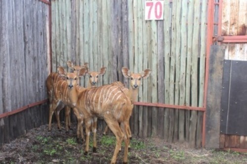 LOT 70 4X NJALA M: 4 (Per Piece to take the lot/Per stuk om lot te neem)